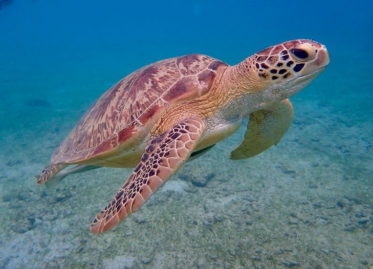 Turtle Adventure